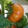 Balkontomaten Maja